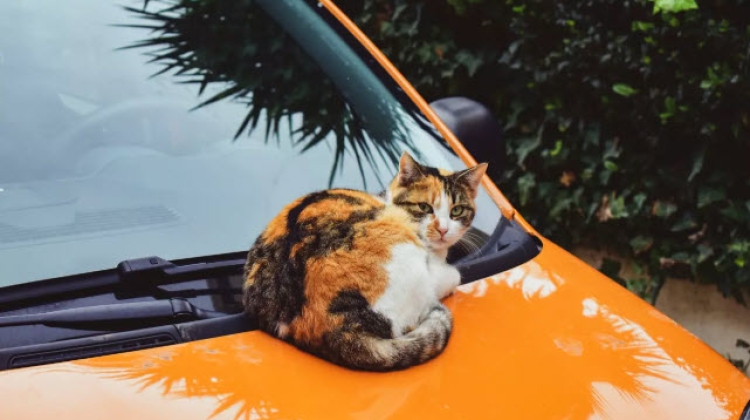 แมวตกใส่รถ หมาแมวข่วนรถ ประกันรถคุ้มครองไหม?